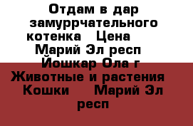 Отдам в дар замуррчательного котенка › Цена ­ 5 - Марий Эл респ., Йошкар-Ола г. Животные и растения » Кошки   . Марий Эл респ.